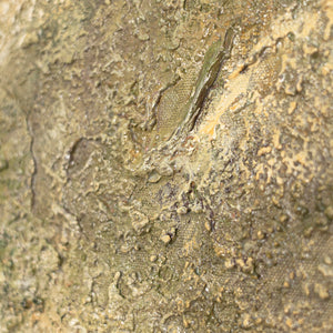 Handmalet Lærredsbillede „Træet af Kontemplation“ – Vægkunst med Træmotiv